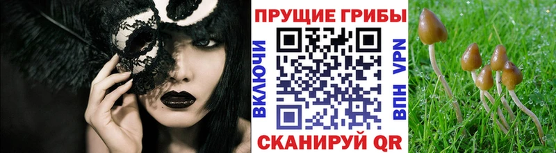Псилоцибиновые грибы Psilocybe  закладки  Светлый 